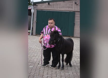 Shetland, Stallone, 2 Anni, Morello