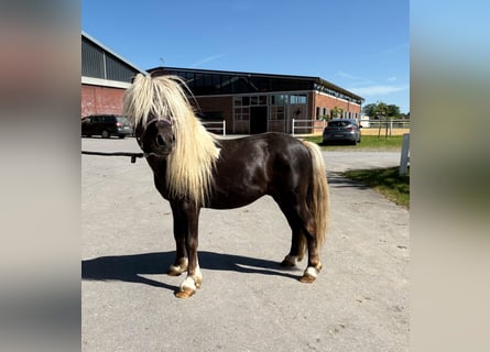 Shetland, Stallone, 4 Anni, 103 cm, Pezzato