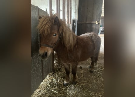 Shetland Mix, Stallone, 5 Anni, 90 cm, Sauro scuro