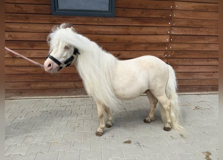 Shetland, Stallone, 6 Anni, 82 cm, Cremello
