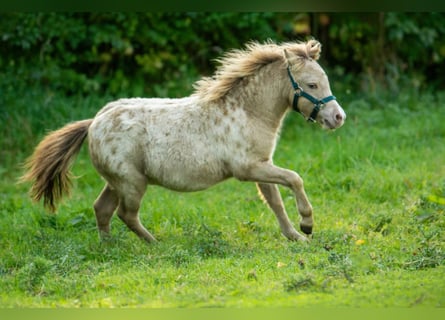 Shetland, Stallone, Puledri (04/2026), 100 cm, Champagne