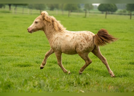 Shetland, Stallone, Puledri (04/2026), 100 cm, Champagne