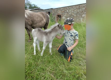 Shetland, Stallone, Puledri (06/2026), 100 cm, Grullo