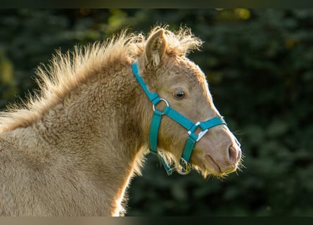 Shetland, Stallone, Puledri (05/2026), 103 cm, Champagne