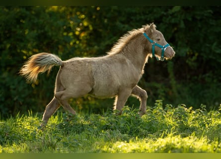 Shetland, Stallone, Puledri (05/2026), 104 cm, Champagne
