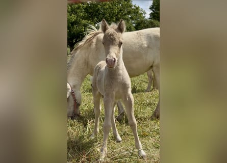 Shetland, Stallone, Puledri (05/2026), 104 cm, Champagne