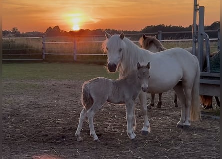 Shetland, Stallone, Puledri (05/2026), 104 cm, Champagne