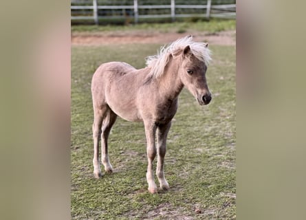Shetland, Stallone, Puledri (05/2025), 105 cm, Leopard