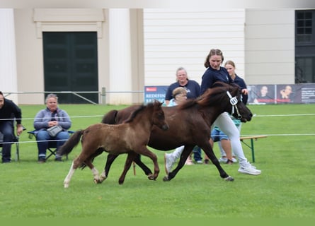 Shetland, Stallone, Puledri (05/2026), 105 cm, Tobiano-tutti i colori