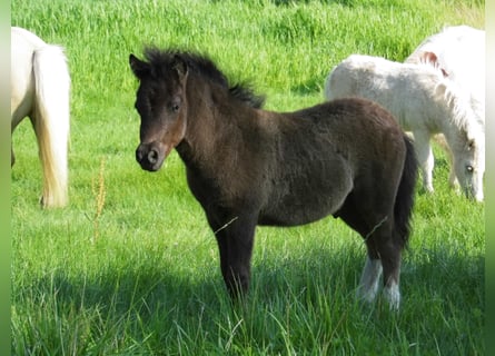 Shetland, Stallone, Puledri (05/2026), 105 cm, Tobiano-tutti i colori