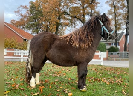 Shetlandsponnyer, Hingst, 1 år, 97 cm, Svart