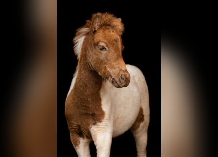 Shetlandsponnyer, Hingst, Föl (05/2024), 103 cm, Tobiano-skäck-alla-färger