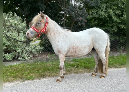 Shetlandsponnyer, Sto, 16 år, 90 cm, Leopard-Piebald