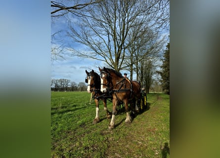 Shire / Shire Horse, Castrone, 5 Anni, 175 cm, Baio