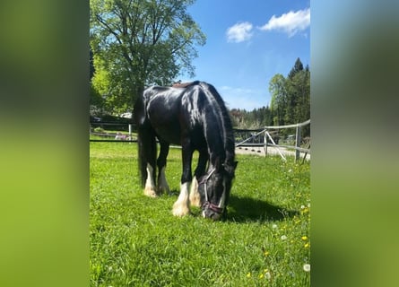Shire / Shire Horse, Castrone, 6 Anni, 173 cm, Morello