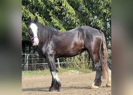 Shire / Shire Horse, Giumenta, 10 Anni, 175 cm, Baio