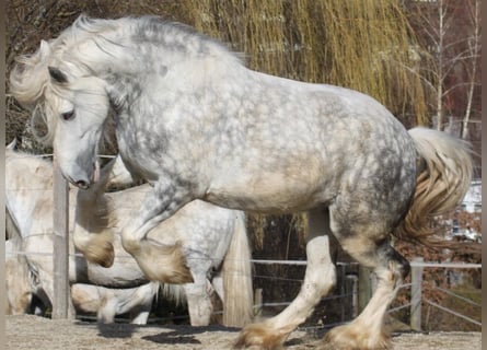 Shire / Shire Horse, Giumenta, 5 Anni, 175 cm, Grigio pezzato