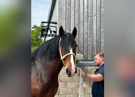 Shire / Shire Horse, Giumenta, 7 Anni