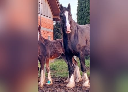 Shire / Shire Horse, Giumenta, 9 Anni, 191 cm, Morello