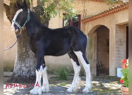 Shire / Shire Horse, Giumenta, Puledri (04/2024)