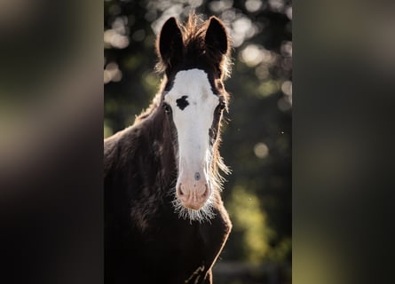 Shire / Shire Horse, Stallone, 1 Anno, 185 cm, Morello