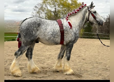 Shire / Shire Horse, Stallone, 6 Anni, 188 cm, Grigio