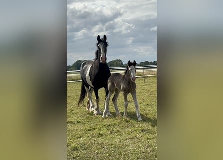 Shire / Shire Horse, Stallone, Puledri
 (05/2024), 180 cm, Morello