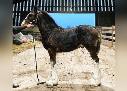 Shire / Shire Horse, Stallone, 