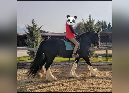 Shire, Hengst, 18 Jaar, 185 cm, Zwart