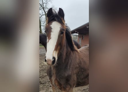 Shire, Hengst, 1 Jaar, 180 cm, Bruin