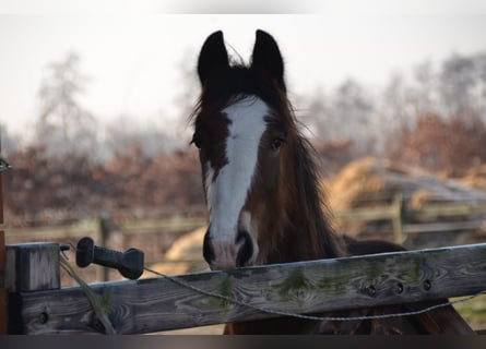 Shire, Hengst, 1 Jaar, 180 cm, Bruin