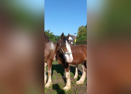 Shire, Hengst, 1 Jaar, 180 cm, Bruin