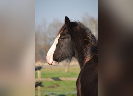 Shire, Hengst, 1 Jaar, 185 cm, Zwart