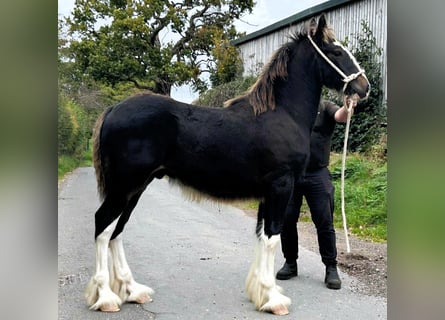 Shire, Hengst, 1 Jaar