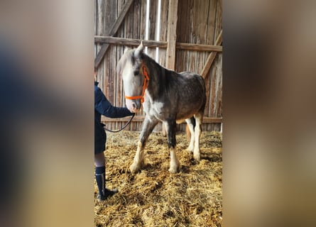 Shire, Hengst, 2 Jaar, 172 cm, Schimmel