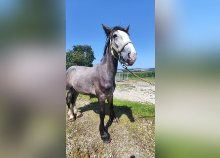 Shire, Hengst, 2 Jaar, 180 cm, Schimmel