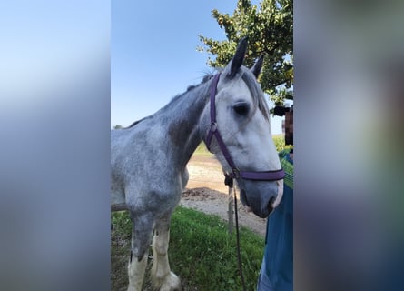 Shire, Hengst, 3 Jaar, 180 cm, Schimmel