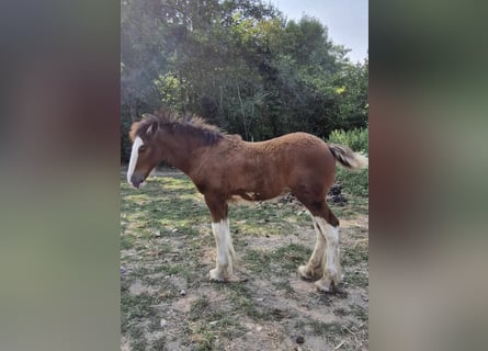 Shire, Hengst, veulen (05/2024), 180 cm, Roodbruin