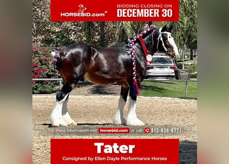 Shire Horse, Caballo castrado, 10 años, 173 cm, Castaño rojizo