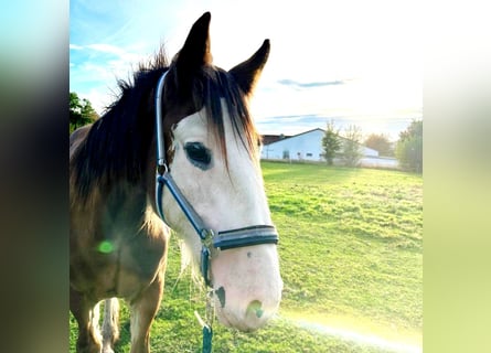 Shire Horse, Caballo castrado, 1 año, Castaño