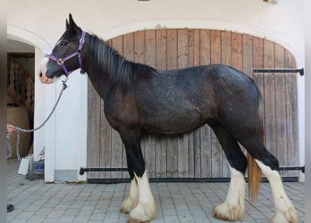 Shire Horse, Caballo castrado, 2 años, 175 cm, Negro