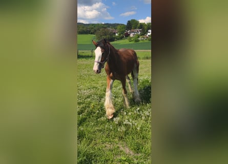 Shire Horse, Caballo castrado, 2 años