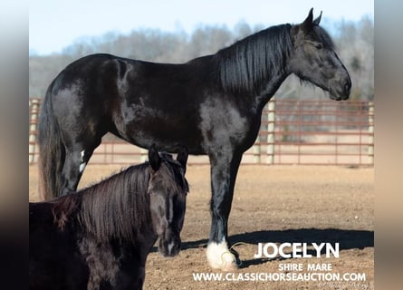 Shire Horse, Caballo castrado, 3 años, 163 cm, Negro