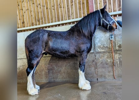 Shire Horse, Caballo castrado, 3 años, 180 cm, Castaño