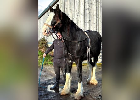 Shire Horse, Caballo castrado, 3 años