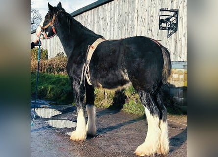 Shire Horse, Caballo castrado, 3 años