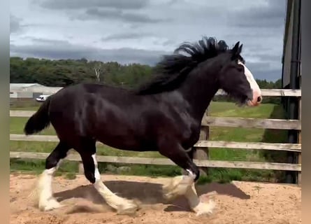 Shire Horse, Caballo castrado, 4 años