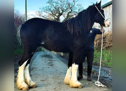 Shire Horse, Caballo castrado, 4 años