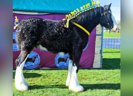 Shire Horse, Caballo castrado, 4 años