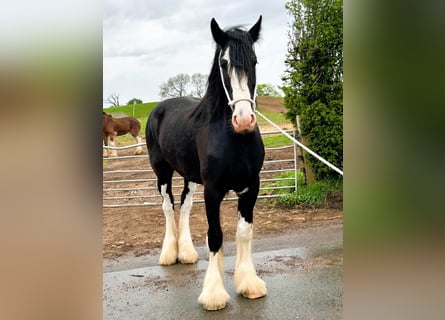 Shire Horse, Caballo castrado, 4 años